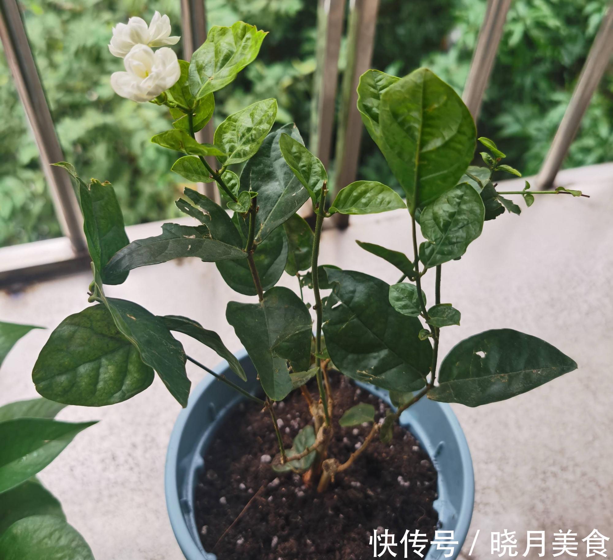 怎样让茉莉开花多?3个细节记住,花量增大、花香型美、灿烂盛开