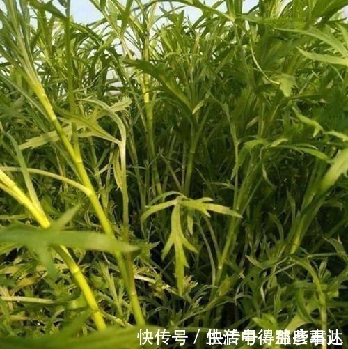 茼蒿|不识货的人,以为这种野草是茼蒿,其实名叫藜蒿,营养价值更高