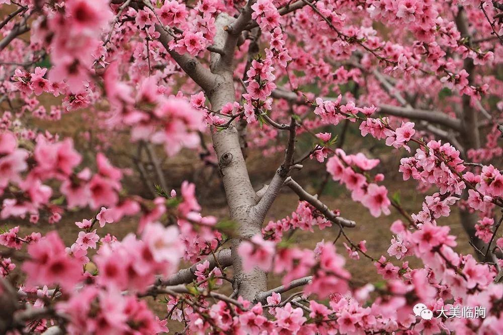 桃花|一树桃花入梦来