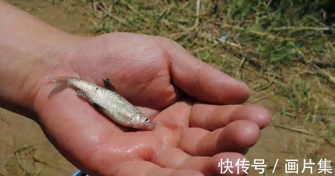 当下鱼为什么难钓了？原来是因为这些原因，难怪钓友们会感慨