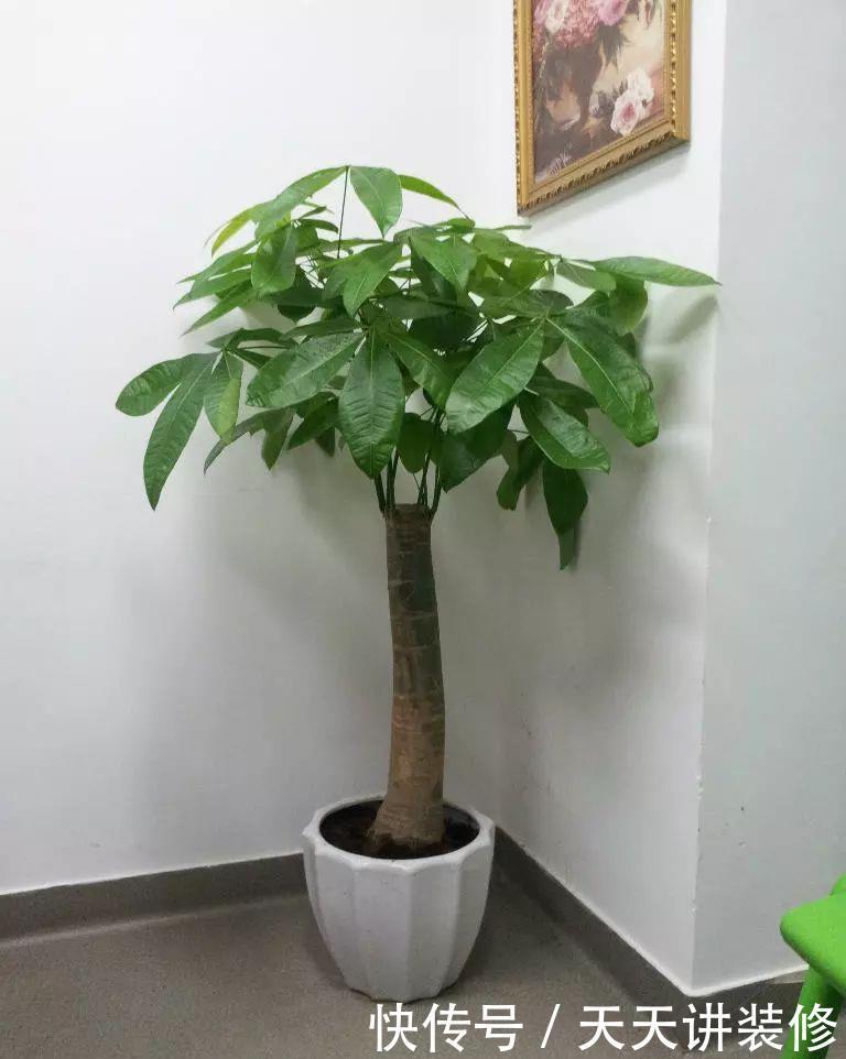 怎样养好发财树盆栽?注意3个小问题,年年翠绿鲜活,叶子多