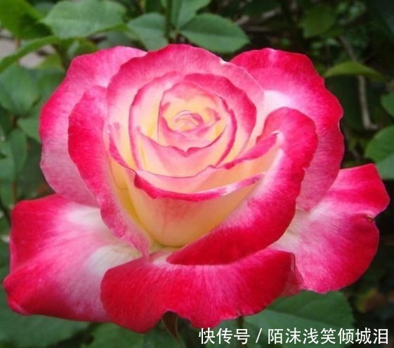 夏天首养几种花，香味好闻，花色娇艳易爆盆，好养很耐赏