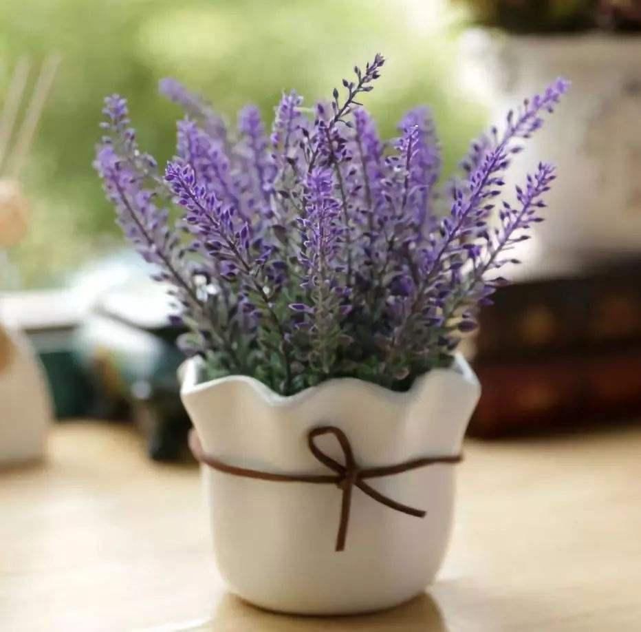 卧室养花就养它们,有香气又杀菌,改善睡眠