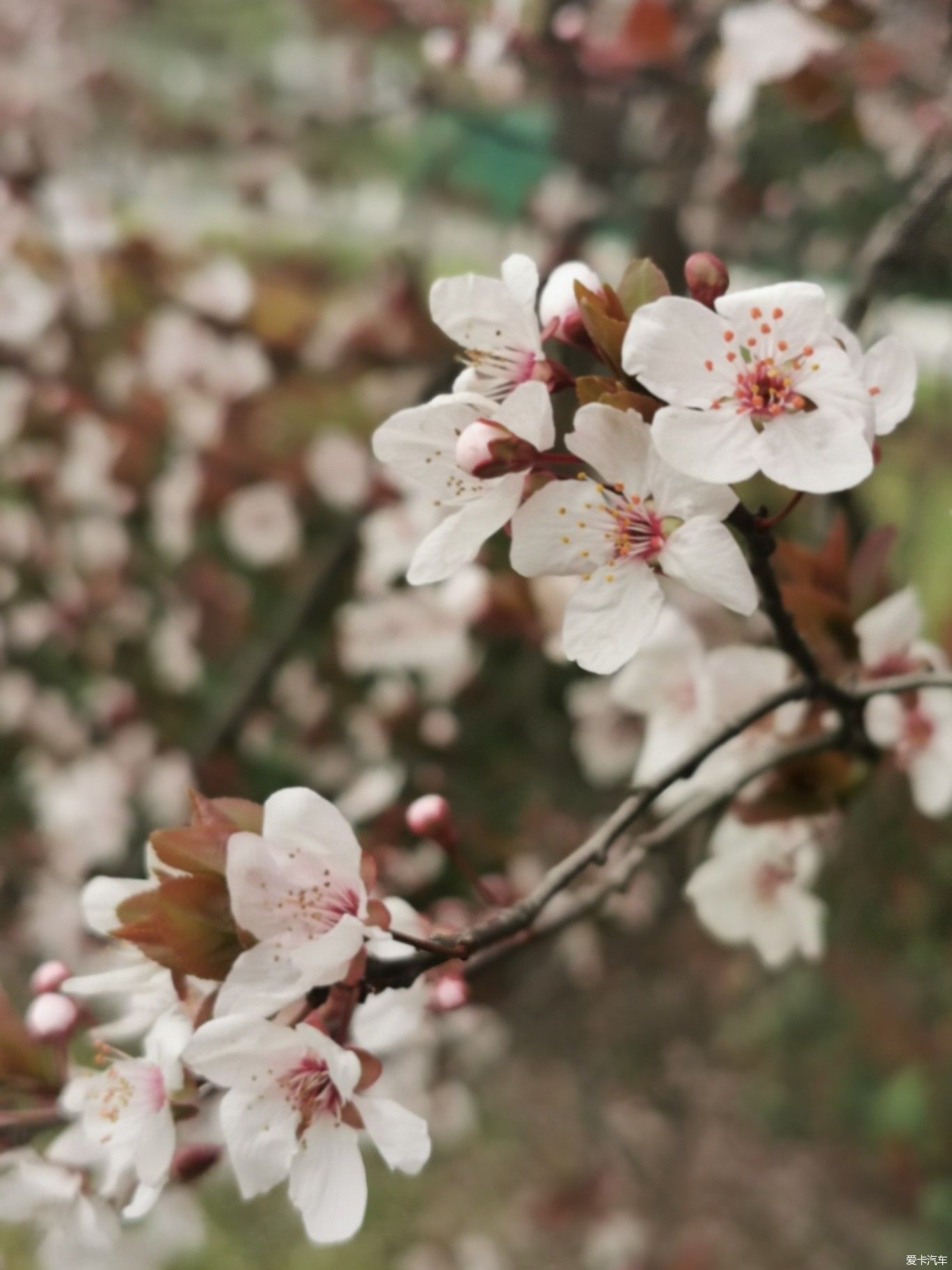 紫李花盛开期