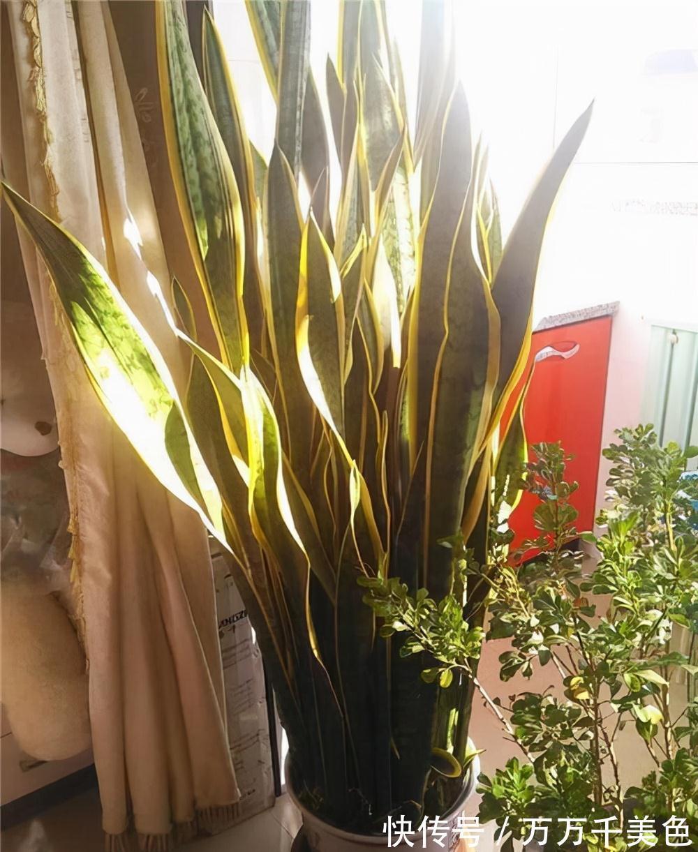 虎皮兰有“3怕两不喜”,难怪不爱出小芽,还越长越难看