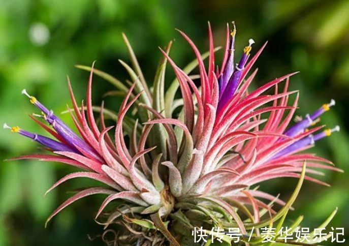 石竹花|“4种花”是懒人养花首选，一月浇一次长得旺，叶子油绿开花多！