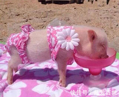 |搞笑动图:小家伙,躺着卖萌噶哈呢!