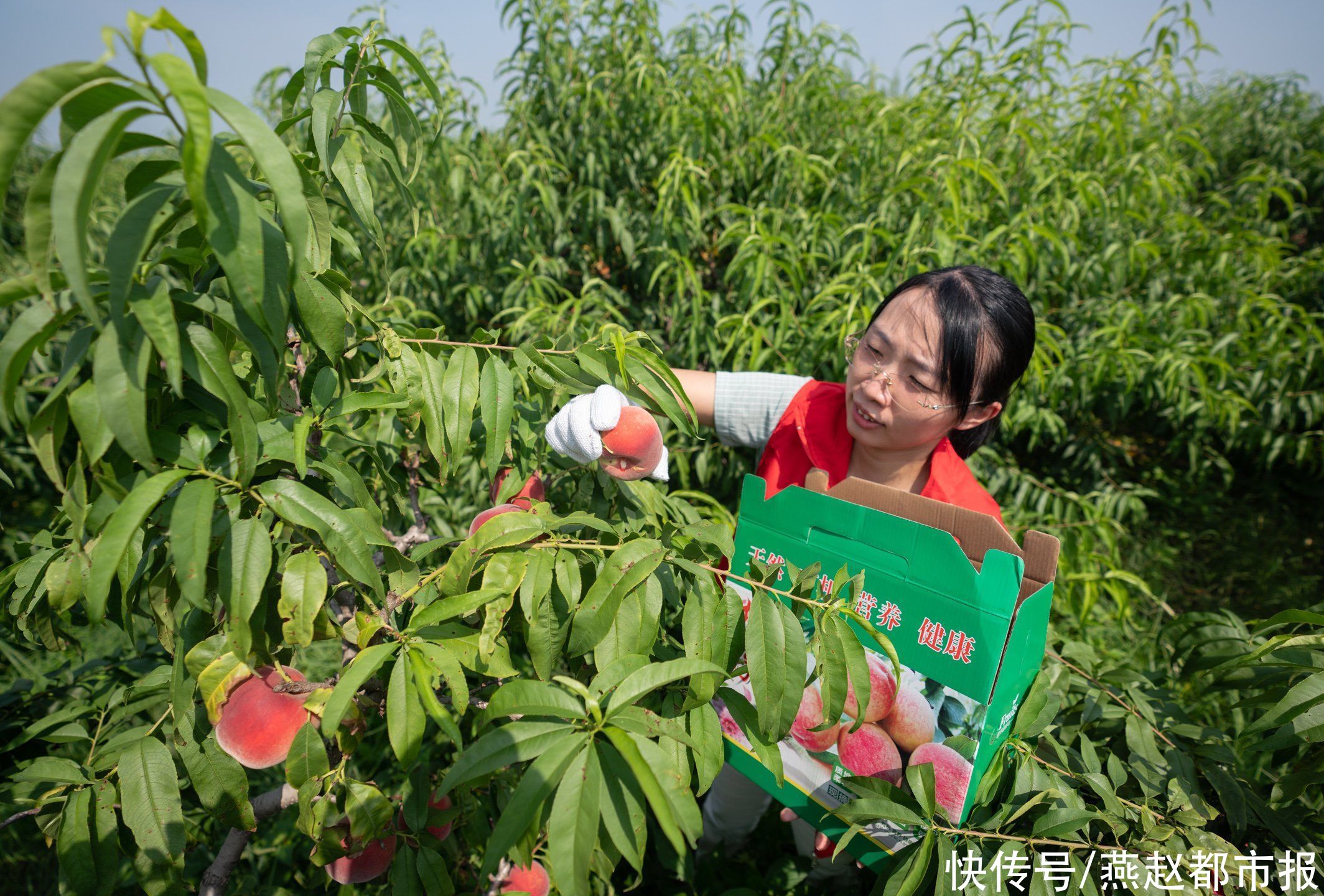 桃园|黄骅：志愿者化身“促销员”助果农卖桃子