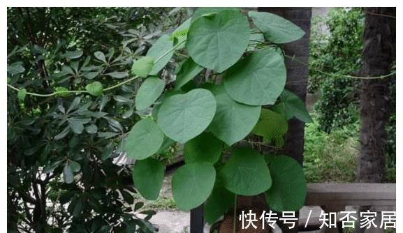 黄金万两|名字霸气，寓意好听的4种植物，比发财树要好，农村山上就有