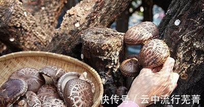 “干香菇”和“鲜香菇”有啥不同营养师差别或许很大，别买错！