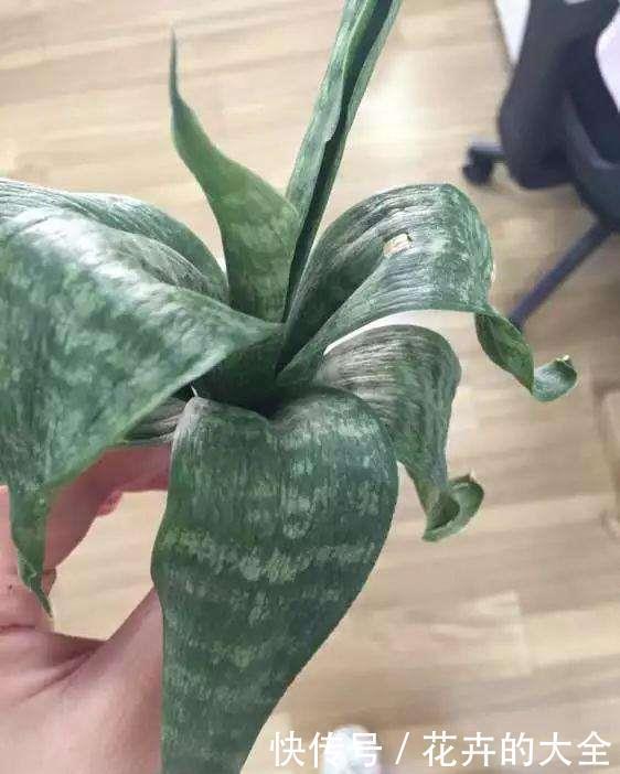 这些“娇气花”,冻坏也别扔,剪一刀,救一命