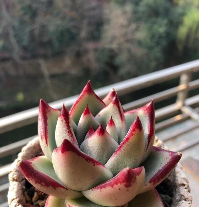 多肉不长怎么回事原来是“控水”不对,赶紧改正,半个月见效果