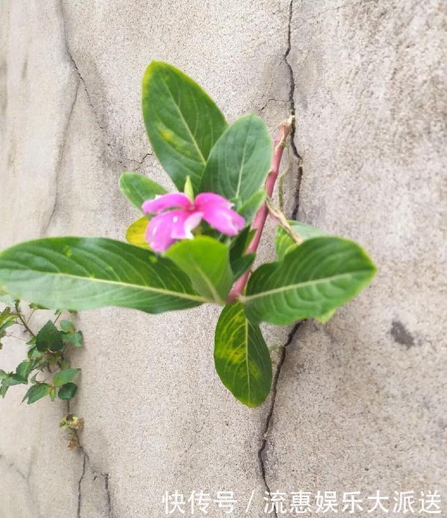 真正的花坚强，墙缝、地缝都能长，开花特别旺！