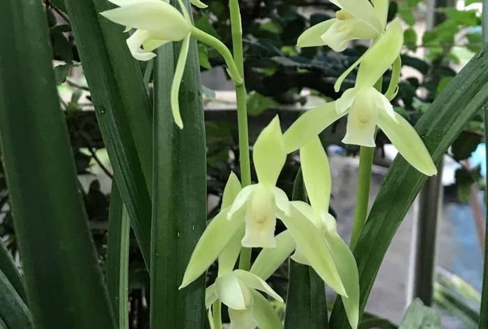 肥好|服盆期间的兰花盆栽,可以喷叶面肥来预防退草吗?使用什么肥好?