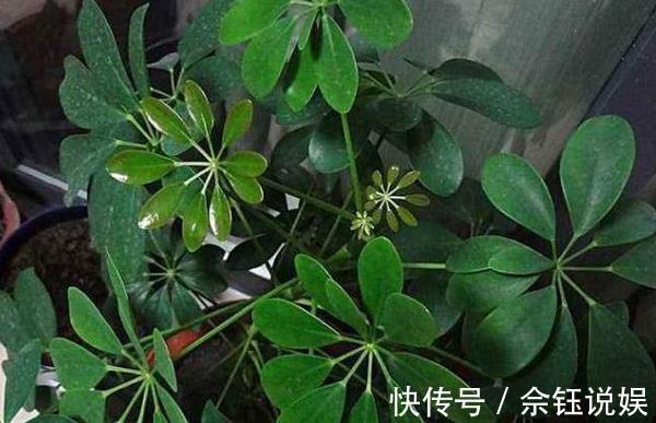 朱蕉朱蕉|家里吸烟的人太多不怕,室内盆栽上它,二手烟不再是健康克星