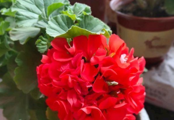 阳台上|养老天竺葵,记住一个“九球队”,将阳台和解2年,邻居都很垂涎欲滴