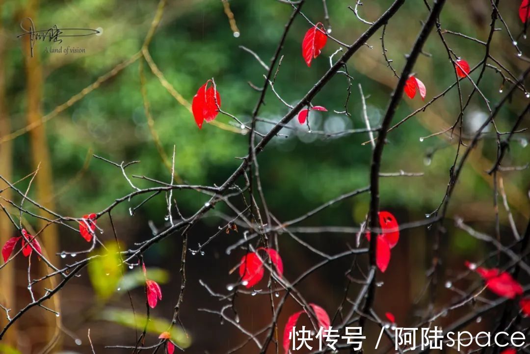 红叶|雨中西溪，长春桥两头的红叶格外喜人，似乎也在过年