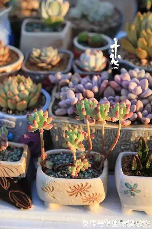 多肉植物|夏天多肉的3个“臭德行”，教你几个绝招，轻松度夏