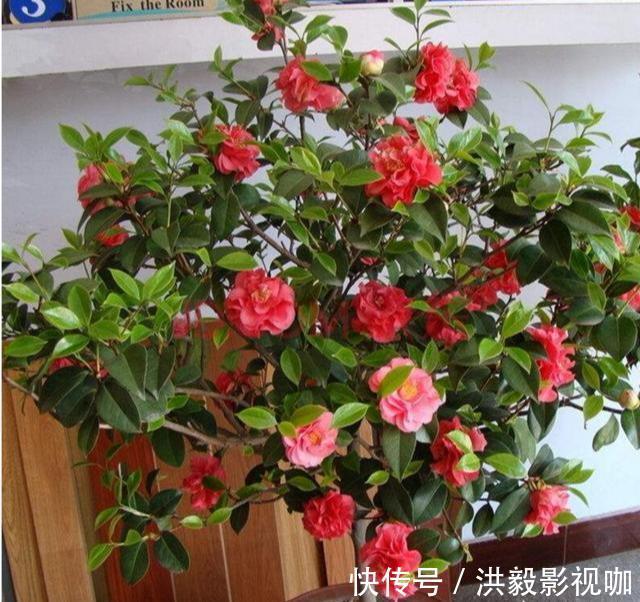 茶花生长,四季有“规律”,秋天这样养,花苞巴掌大,砰砰开大花