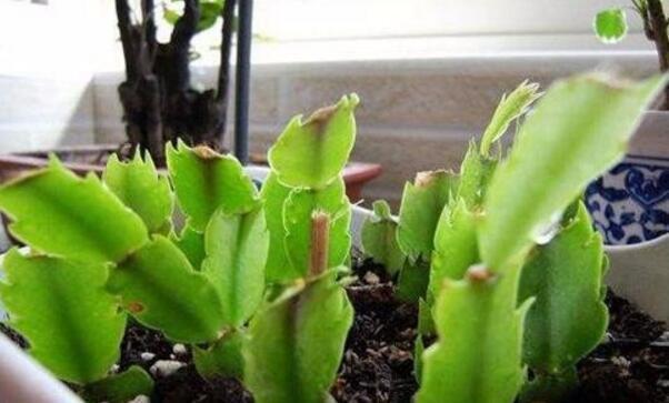 李大姐用一根“树枝”养蟹爪兰,3年养出100盆,太牛了!