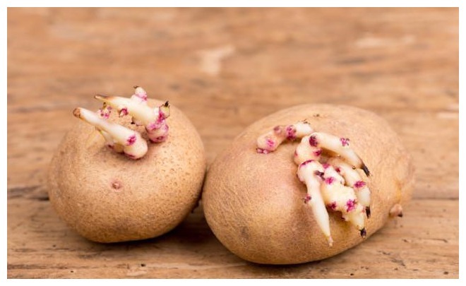 土豆保存有技巧,学会1个方法,土豆能存放一年,新鲜好吃不破皮