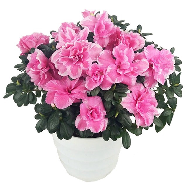 我国最顶尖的盆栽,花开180天,比桂花都香十倍,不仅耐看更好养