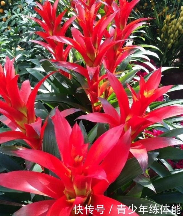 花市大捡漏,10种花现在买特合适,养一养就爆盆!