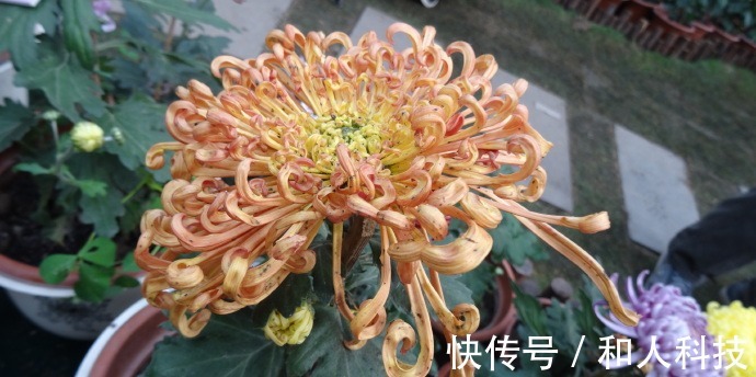 名菊|喜欢菊花，不如养盆“珍品名菊”金龙腾飞，似蛟龙飞舞，飘逸洒脱