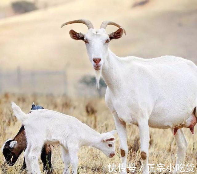 结石|牛黄都听说过,羊哀、狗宝、马黑听说过没!