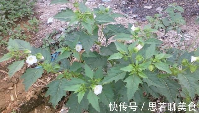 小知识|这种野草人称“红菇娘”,果实似灯笼,以前不识货,如今想吃难了