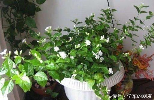 养分|养茉莉花，盆里埋1个“家家有的它”，花朵层层叠叠，清香又淡雅！