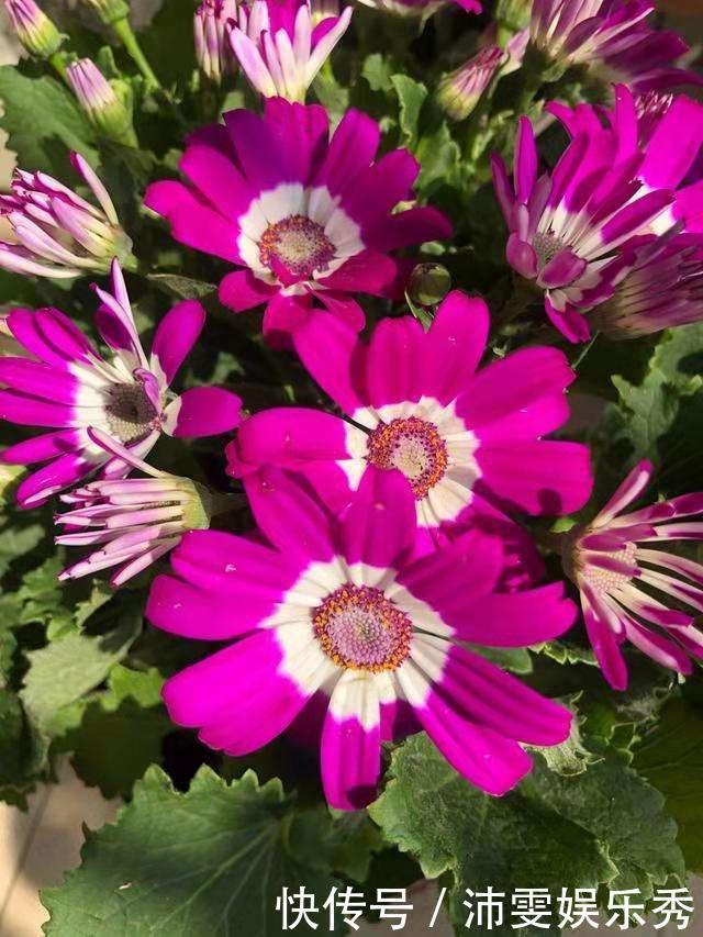 5种花越养越上瘾,只要养好一盆,就会特别喜欢