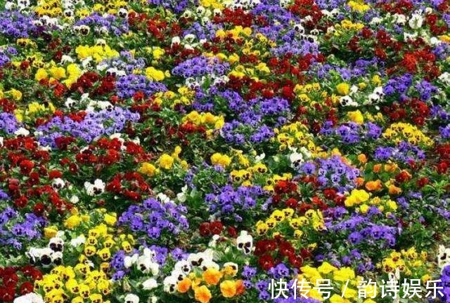 这种花有三片花瓣,身份高贵是国花,颜值高都搬回家里养