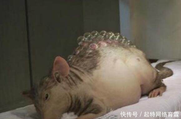 切尔诺贝利|真相:切尔诺贝利巨鼠究竟是谣传还是确实存在?三个疑点,假的!