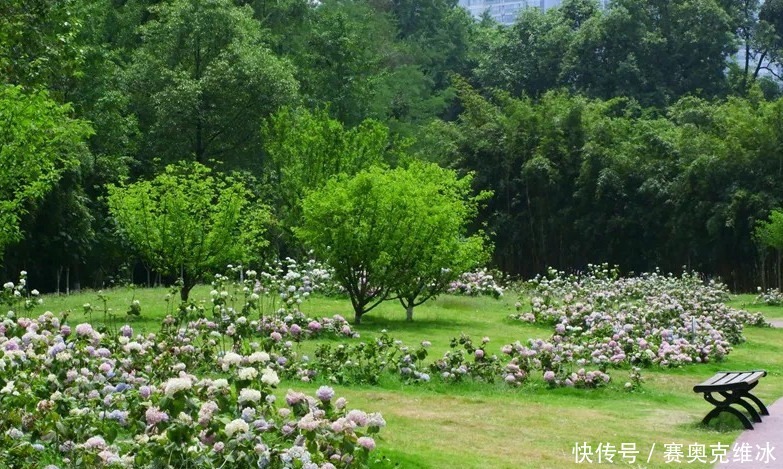 市民|成都5千株绣球花开了，不仅免费对市民开放，而且还可以地铁直达