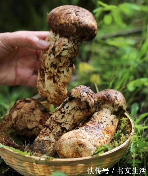 很好吃|延缓衰老,清热解毒,不能错过的几种食物,就在我们身边!