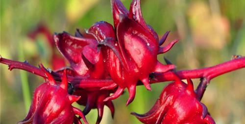 中年|女人养肝就是抗衰老，3种食物，田边疯长，养肝护肝，肝好人年轻