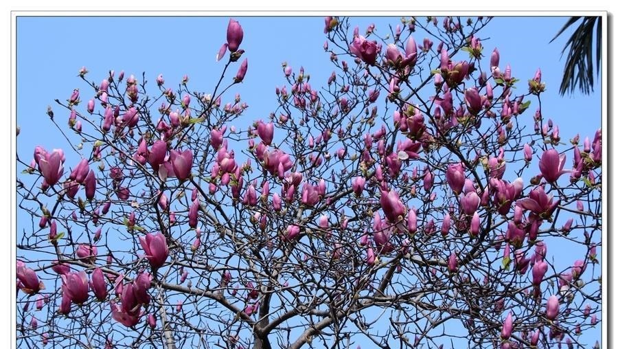 6种漂亮花,又香又好吃,美食之花,你养过几种?