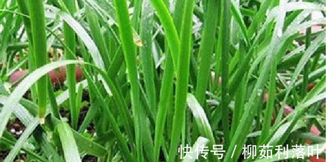 韭菜|它常被误认为韭菜,农民视它为杂草,却不知十分珍贵!