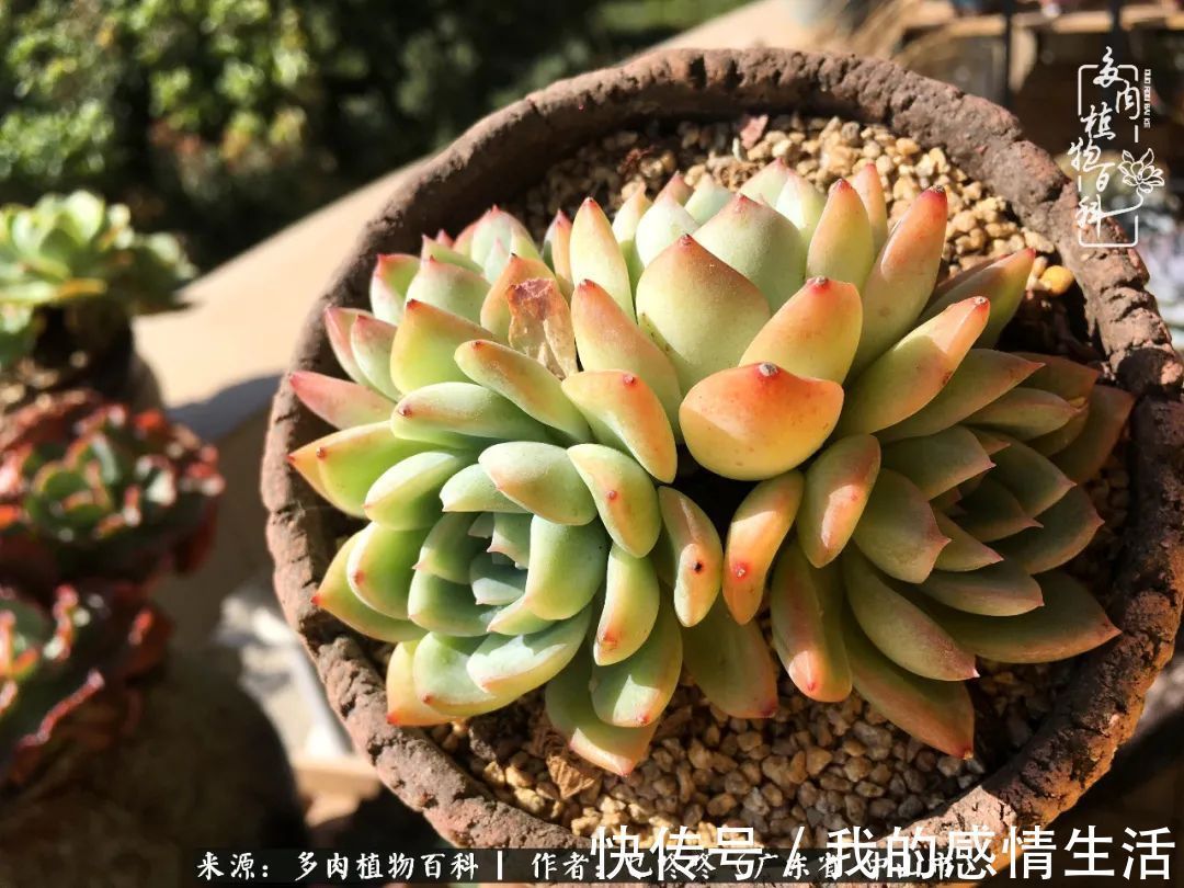 养多肉的路上患得患失，却依然如最初般热爱！