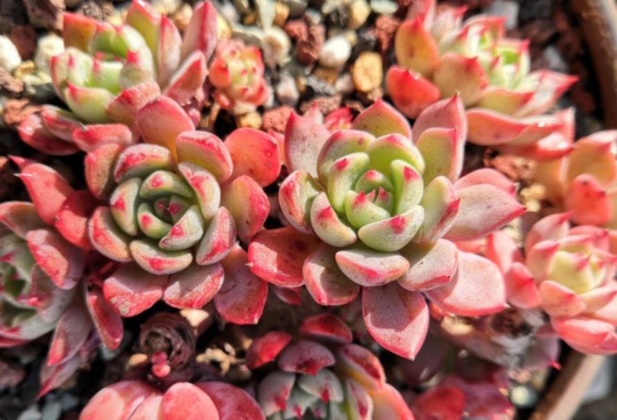 按这4个要求盆栽,多肉娜娜小勾呼呼疯长,叶尖一年四季红艳艳