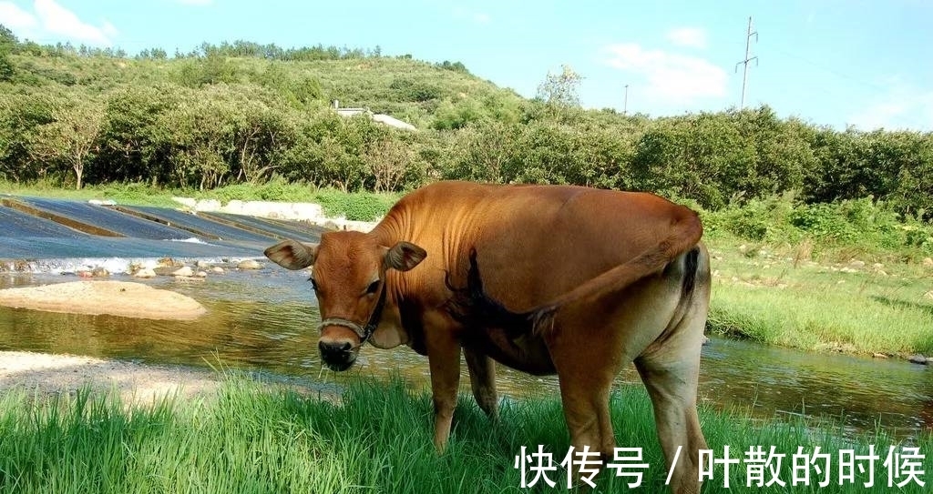 生肖牛|福气满满，7月初，运气冲天，这3大生肖将被财运包围