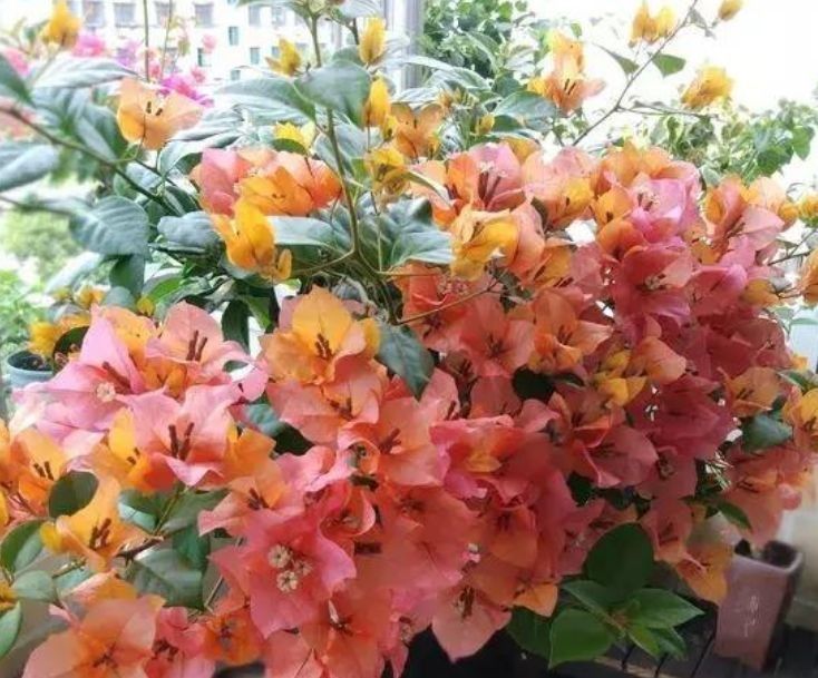 几种花养家里，好养又漂亮，几个月不浇水，照样长得旺！