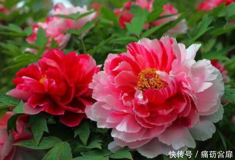 冬天养此几款植物，好养易打理，花色柔美，全年开花不断