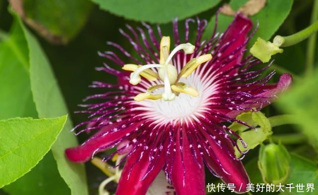 吃剩的百香果籽别扔,种在花盆里,即可四季赏花,也可品果