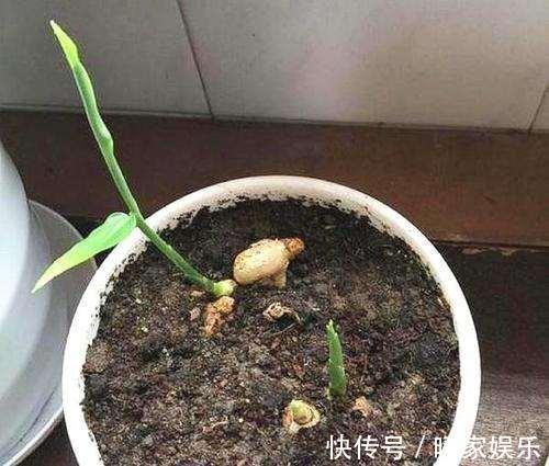 有机肥|厨房吃剩的“2种菜”,随手丢盆里,秋天收获一大盆,太惊喜了