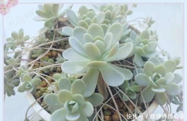 一种心情|好看又好养关键还便宜，一不小心就爆盆的多肉，新手入坑必选
