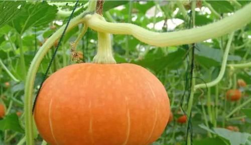 豆制品|女人绝经越早，老得越快？正常的绝经年龄应该是多少岁？你了解吗