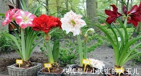 朱顶红,新年吉祥花,养好朱顶红,新年一定红