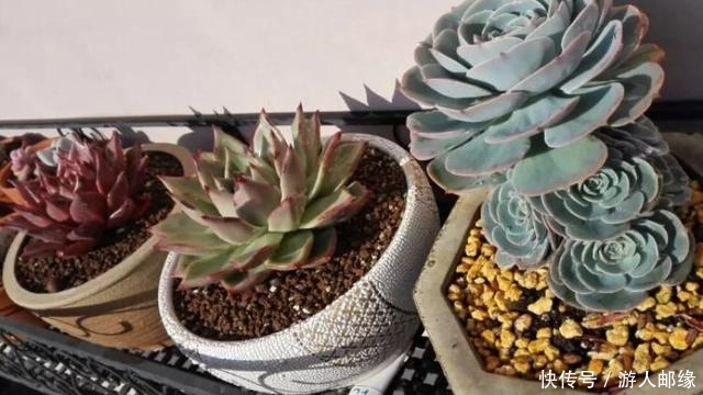 农村露养的多肉,同学5招养成“胖美人”状态棒棒哒